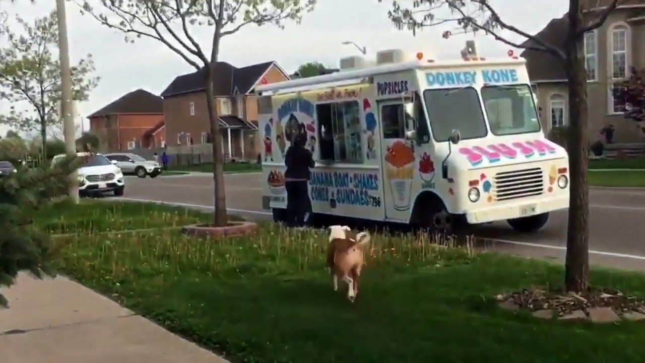 Pit Bull patiently waits in line for ice cream