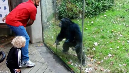 15 Most Intelligent Animals in the World