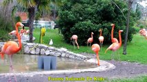 ELEFANTES Gorilas Macaco Flamingos