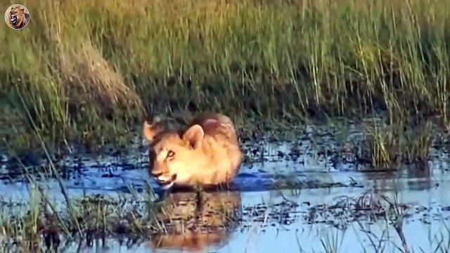 15 Scary Moment Lion Attacks Wild Dog and Heartbreaking End Animals Fight (5)