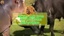 7 Unbelievable Moments Angry Hippos Fight And Crushing Their Opponents   Animals Fight (4)