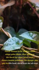 LUAR BIASA - Khasiat daun Binahong si herbal yg mujarab