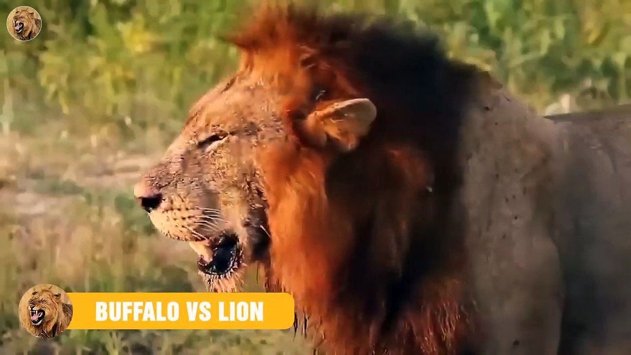 Scary Moment Angry Wild Buffalo Killed Mad Lion   Animals Fight (5)