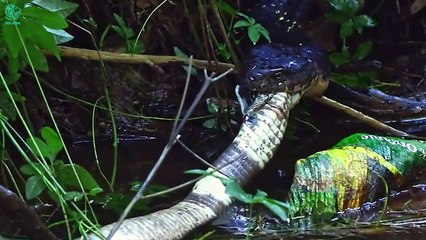 TOP 10 Heartbreaking Moments Giant Snakes Crush Their Prey   Animals Fight (4)