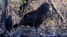 Breathtaking! This Is How Eagles Kill Venomous Snakes Without Injury   Animals Fight (3)