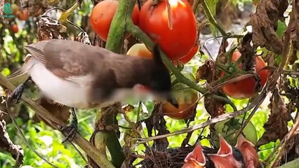 20 Unbelievable Moments Crazy Mother Bird Attacks Big Snake To Protect Her Baby   Animals Fight (2)