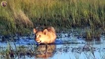 15 Scary Moment Lion Attacks Wild Dog and Heartbreaking End   Animals Fight (4)