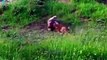 Leopards Takes The Little Boar's Life Incredible Battle for Survival   Animals Fight