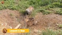 Evil Moment The Hungry Leopard Defeats the Poor Wild Boar   Animals Fight