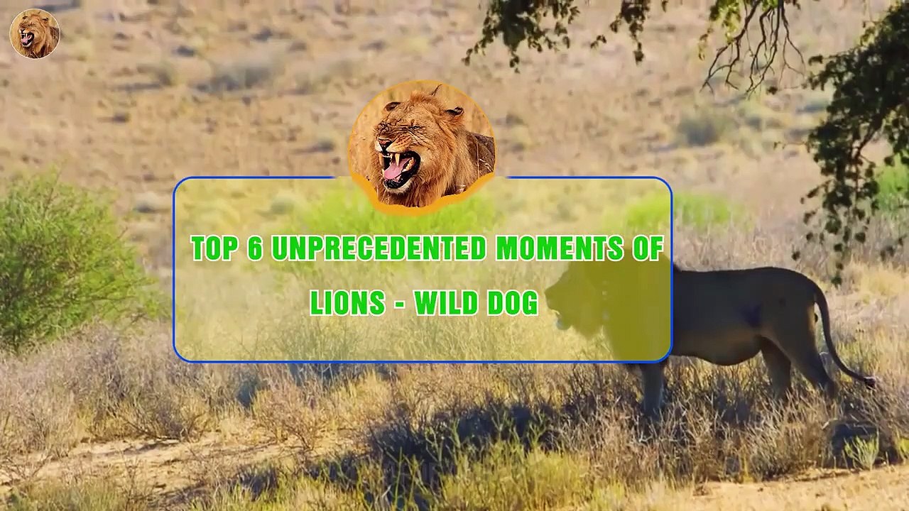 TOP 6 Unprecedented Moments of Lions & Wild Dog...