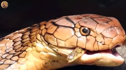 7 Crazy Moments The Hungry Snake Eats Everything Around   Animals Fight (2)