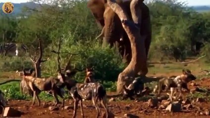 The Moment The Wild Dogs Killed Newborn Elephants Heartlessly   Animals Fight