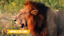 Scary Moment Angry Wild Buffalo Killed Mad Lion   Animals Fight