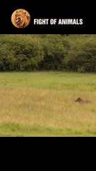 Hunting Moment Wild Boar Becomes Lion's Delicious Meal #shorts