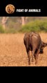 Wild Buffalo Battle With The Lion King #shorts #animals #shortvideo #lion #buffalo