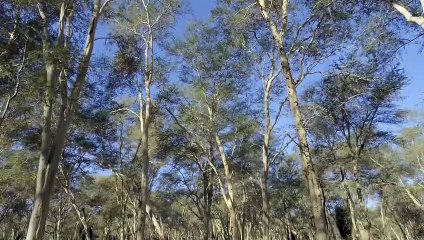 Wild Life - Nature Documentary (EPISODE 6)