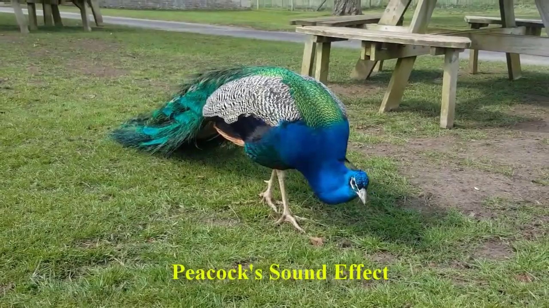 ⁣Beautiful Birds Sound Fact