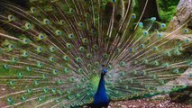 Peacock dance and Peacock Sound Effect- - Peacock Up and Close.
