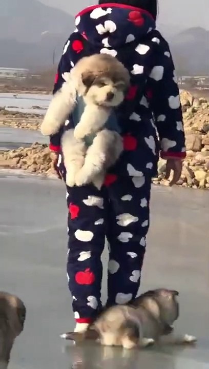 So Tired Mom, Such Cute Puppies: Alaskan Malamute.