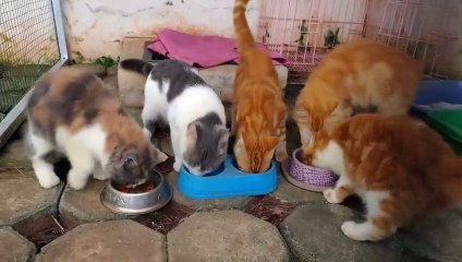 Angora Get together to eat together