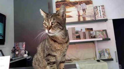 Kamyonun kasasında bulduğu kediyi 5 yıldır dükkanında besliyor