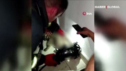 Kediyi hayatta tutma mücadelesi kamerada