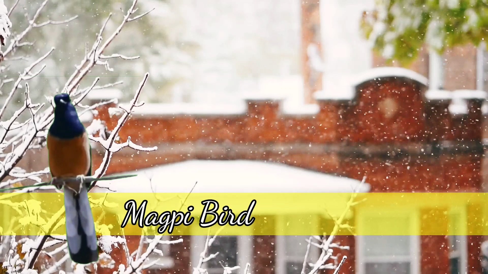 ⁣The melodious sound of a magpie bird from Indonesia