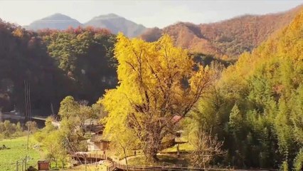 Çin'in Kuzeybatısında 1.900 Yaşındaki Mabet Ağacı Sonbaharda Altın Sarısına Büründü