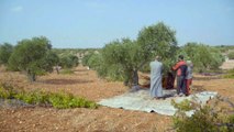 قوات النظام السوري تستهدف مزارع الزيتون جنوب إدلب