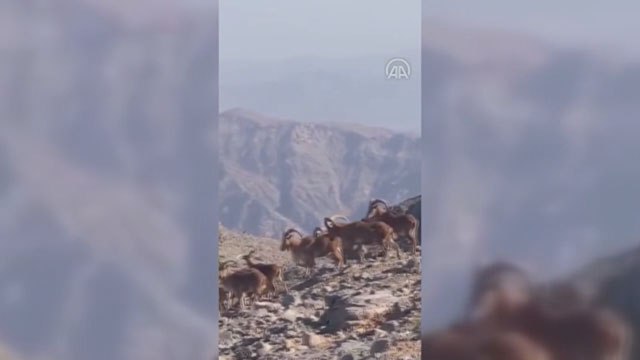 MSB, terör örgütü PKK'dan temizlenen İkiyaka dağlarındaki doğal yaşamı paylaştı