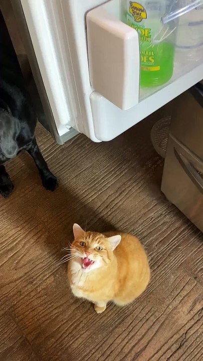 Cat Gets Ham to the Face