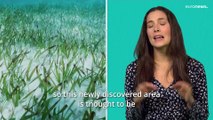 Good News: science’s solution to end nightmares and the largest seagrass meadow yet discovered