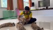 Wildlife ranger nurses four tiger cubs rescued from smugglers in Thailand