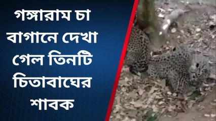 মাটিগাড়া: চা বাগানে দেখা গেল চিতাবাঘের শাবক !চাঞ্চল্য গোটা এলাকায়