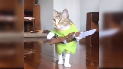 Beautiful Baby Cats Has Cute and Funny Video