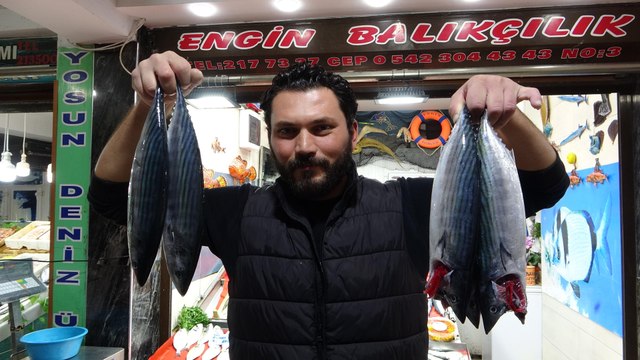 Çanakkale palamut bolluğu; tek seferde 2 bin balık ağlarda