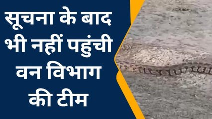 रायबरेली: विशालकाय अजगर को देखने के लिए लगा मजमा