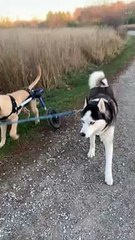 Dog Walking a Dog