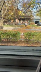 Woman Confronts Man Blowing Leaves into Her Yard