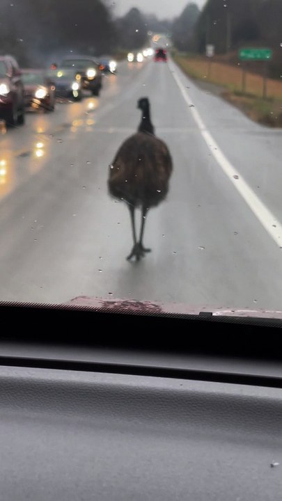 Emu Out For An Afternoon Stroll In Ohio