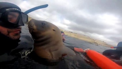 Sea Lion Smooches While Snorkeling