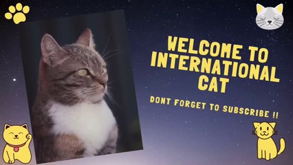 1 HOUR FUNNY CATS COMPILATION 2022_ Cute And Lovely Cat Videos 2022