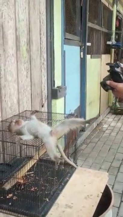 Gaya monyet saat di foto, bikin ngakak .