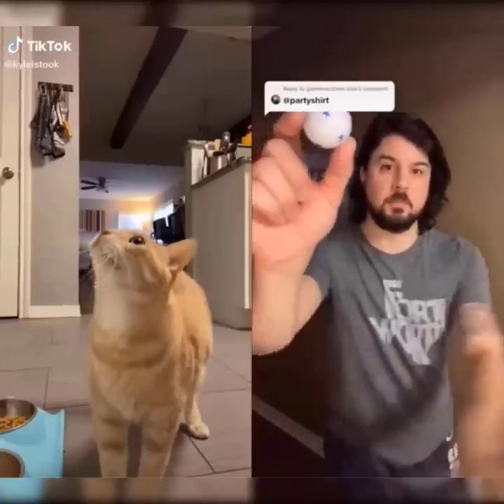 Laugh non-stop with these funny cats  - Funniest Cats Expression Video  - Funny Cats Life