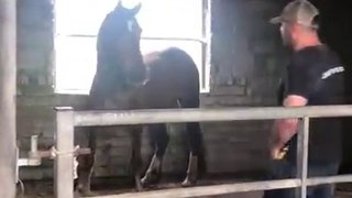 Horse has been terrified for 28 years!!! how do i even start the help this old girl!