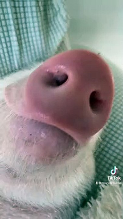 Best Dressed Piggy
