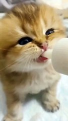 Cute Cat Drink Milk  #Cat #Dog #Funny Animal #Funny Video