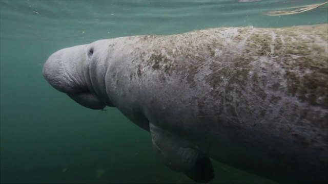 Environmental Groups Seek to Have Manatees Returned to Endangered Status