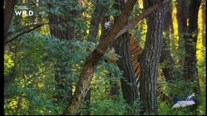 Amur il fiume proibito_ 01 Nella terra delle ombre