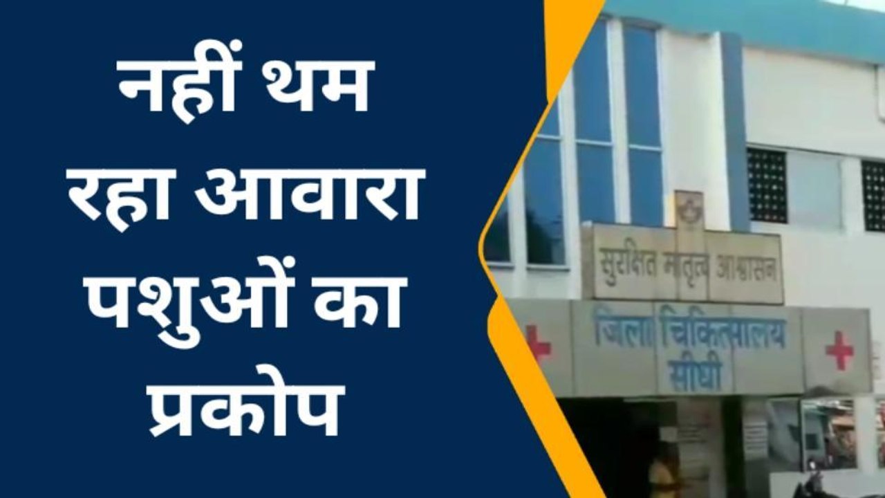 सीधी : जिले में नहीं थम रहा आवारा पशुओं का प्रकोप, लोगों में फूटा आक्रोश